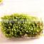DIY accessories natural moss decorative green moss for micro landscape