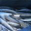 frozen Pacific mackerel for feed tuna