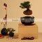 Succulent plant for levitating bonsai pots cheap price