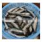 Hot sale frozen sardine fish block for canning fishing