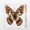 New Design Promotion Gifts Butterfly Wholesale Butterfly Paperweight