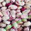 light speckled kidney beans of good quality