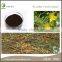 St.John's Wort Extract Powder in Herb Plant Extract