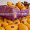 Corrugated carton box packaging fresh fruit and vegetable