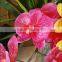 Real touch PU blue wholesale artificial flower orchid