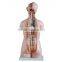 Dual Sex Torso model With open back 17parts