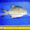 High Quality Golden Pompano Frozen Fish Supplier