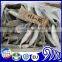 small eye horse mackerel size 80-100 100-120 120-140