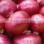 Export Quality Indian Fresh Red White Pink Onion