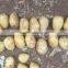Factory of Fresh Potatoes