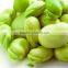 GREAT broad bean(1)