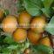 dried fruits manufacture