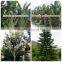 for Outdoor Landscaping Ornamental Bonsai Plants