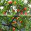 Red Sweet Pomegranate Tree