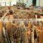 Best selling high quality split cassia from Vietnam
