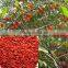 High Quality Natural Goji Berry Extract/Goji Berry Extract Powder/Wolberry Extract Powder