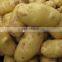 Promotion Offer Mesh bags packede Potato