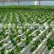 Most Popular Hydroponic NFT Channel Pvc Pipes