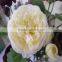 SJ20170054 artificial yellow fabric peony flower for indoor decoration