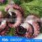octopus exporters from china