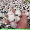 2016 New JinXiang Garlic Professional Exporter Purple/Red/Pure White Garlic