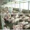 china supplier steel structure cattle cow farm pig shed building