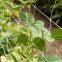 Pea & Bean Garden Plant Support Netting