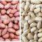 High capacity blanched peanut kernel production line with CE,ISO9001