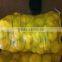 2013 Green organic fresh potatoe