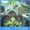 3-6mm Horticultural Perlite,Agricultural Perlite for Rooting Cutting