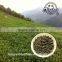 Top Quality Traditional Style Anxi Huangjingui Oolong Tea