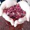20015 New Crop British Type Dark Red Kidney Beans