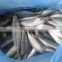 HORSE MACKEREL FISH