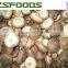 China IQF Frozen Shiitake Mushroom Slices/Cuts/Whole