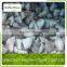 product quality protection frozen shiitake mushroom