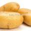 potatoes 012