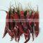 Chilli