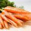 Golden Supplier China Wholesale Carrot with low price