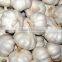 Pure White Garlic (snow White Garlic, Super White Garlic)
