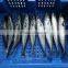HACCP Mackerel Fish