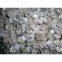Trochus shell button blank