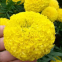 1000g golden orange garden African marigold flower seed Tagetes for growing