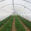 Fabricación de malla anti insectos de 50 mallas y 130 g/m2 con protección UV para invernaderos agrícolas al aire libre