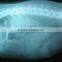 Xray film 14*17inch blue based China Manufacture