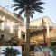 2015 Artificial 3-30m indoor or outdoor Canary Date Palm Tree,artificial tree,artificial plant
