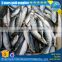 high fat content seafrozen mackerel fish, china origin mackerel fish