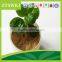 Bio natural microbial fungicide Streptonyceraceae WP SP