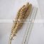 dried broomcorn millet sprays yellow panicum millet