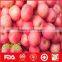 Export China fresh red fuji apples with great quality