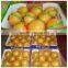 New crop fresh honey pomelo from Xiamen port